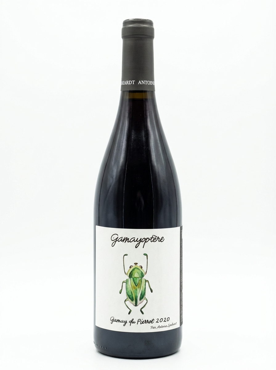 앙투안 리엔하르트 가메오프테르 2020